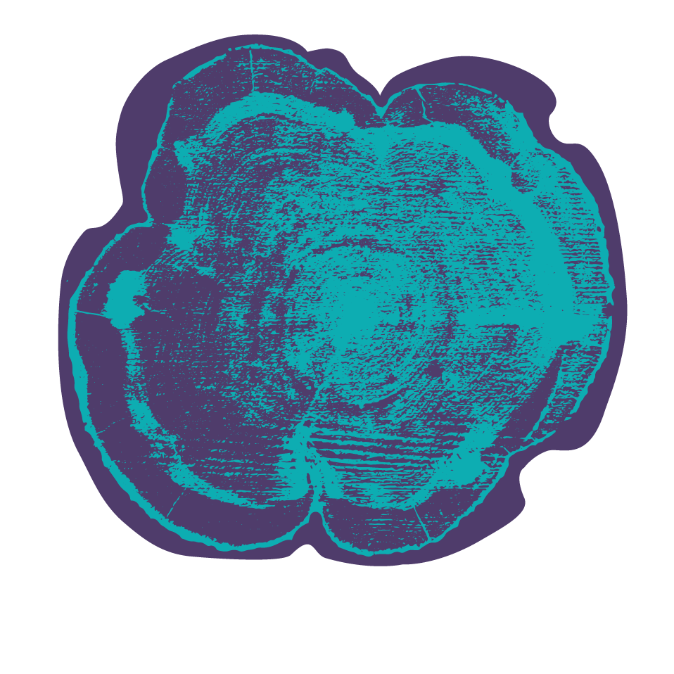 Tree trunk cross-section